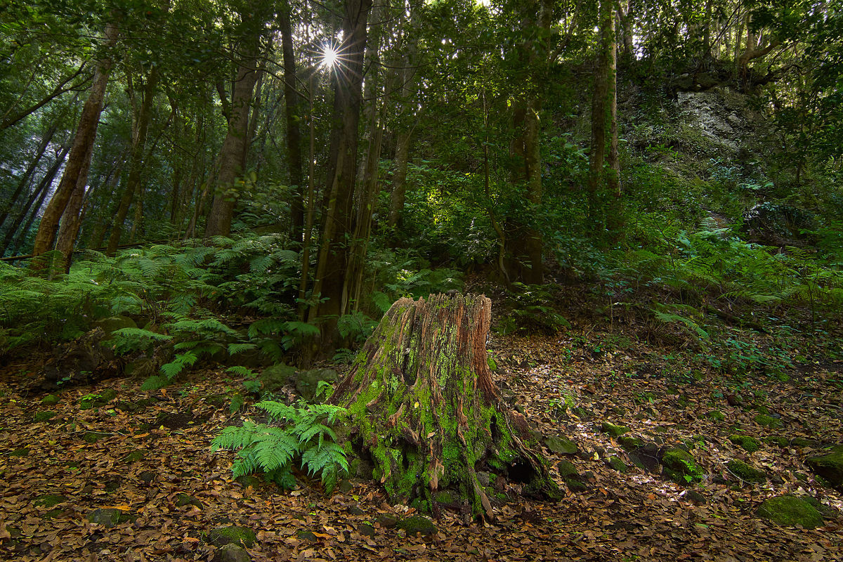 José Fernández Arozena 📸 ‘retrata’ el Cubo de La Galga 🌳🌲 alzándose con el primer premio 🏆de Turisfoto 